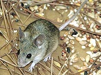 Японски учени създадоха мишка, която чурулика като птичка благодарение на