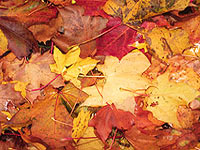 Снимка: Защо листата на дърветата сменят цвета си през есента?