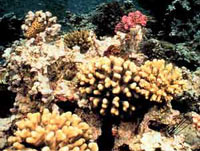 Смъртността сред коралите в Югоизточна Азия и Индийския океан е