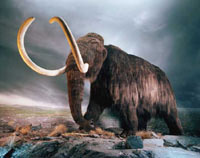 Участниците в международната палеонтологична експедиция в Якутия съобщиха че са