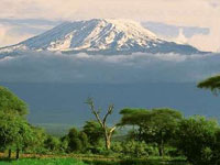 Снимка: Дърветата са пазителите на снеговете на Килиманджаро