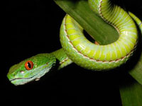 Нов вид гърмяща змия са открили изследователите в Югоизточна Азия.