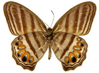Британски учени са открили нов вид пеперуди Неизвестният на науката