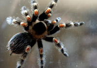 Британски учени твърдят че са отговор на въпроса как паяците