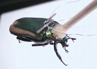 Учени от университета на Мичиган работят върху създаването на насекоми-киборги,