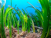 Морски тревисти растения, които растат в някои части на Средиземно