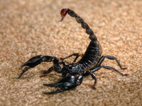 Нова феноменална способност при скорпиона са открили учените. Оказва, че
