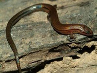 Учени откриха нов вид гущер с много дълга опашка в