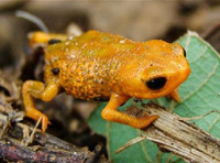 В южната част на Бразилия откриха нов вид жаби Особеното