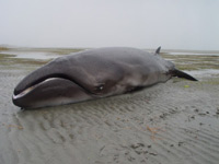 В Нова Зеландия на брега е бил изхвърлен кит джудже