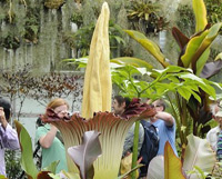 Рядко срещано гигантско цвете цъфна в ботаническата градина в Мелбърн