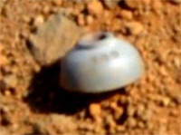 Снимки направени от марсохода Curiosity показват предмети които със сигурност