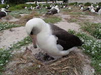 Женски албатрос наречен Уиздъм която се смята за шампион по
