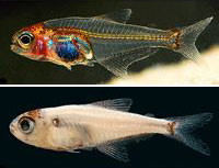 Учени откриха в Амазония неизвестна до момента науката риба. Изследователите