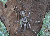 Нов вид гигантски тарантули са открили учени в северната част