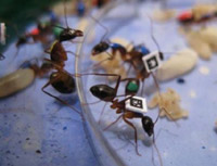 Работните мравки с порастването променят своята професия. До тези заключения