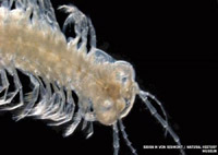 Учените откриха първите отровни ракообразни Съществата наречени Speleonectes tulumensis живеят