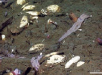 Загадката на дълбоководно създание което наподобява изхвърлен лилав чорап е