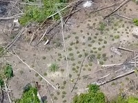Няколко души разхождащи се на поляна насред гъстата амазонска растителност