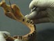 В Мексико откриха жертва на древни стоматолози