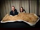 Плешката на единия динозавър е с дължина около 1,5 метра и тежи 100 килограма. /снимка Queensland Museum/