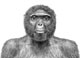 Признаха Ardipithecus ramidus за най-старите предци на човека
