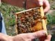 Днес е Свети Харалампий - да почерпят пчеларите