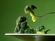 Учени обясниха как броколите се борят с рака