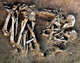 Древен некропол откриха в Стара Загора