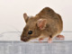 Учени възвърнаха зрението на сляпа мишка