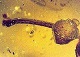 Откриха най-древните гъби в света